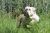 BULLDOG ANGLAIS 039